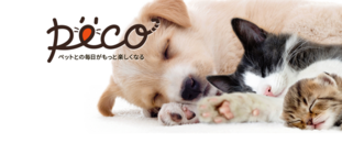 株式会社PECOの企画インターン